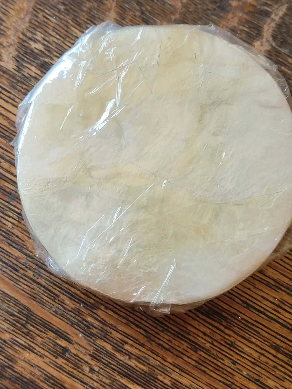 Cpiz Shell Coasters - Set of 6 *NEW*